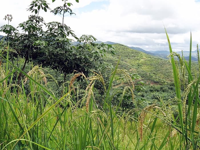 Young rubber trees (on the left) growing beside rice