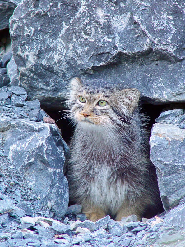A Pallas's cat at the Zurich Zoo