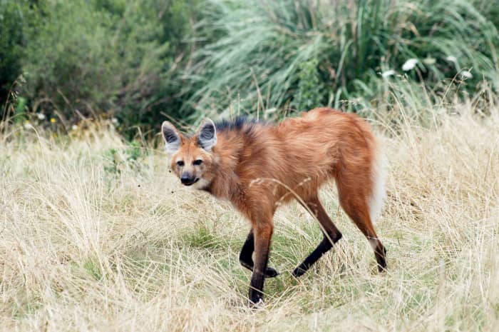 The Maned Wolf: Interesting Facts About a Unique Animal - Owlcation