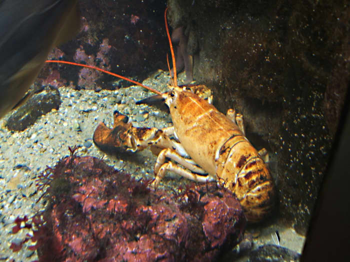 A yellow form of the American lobster