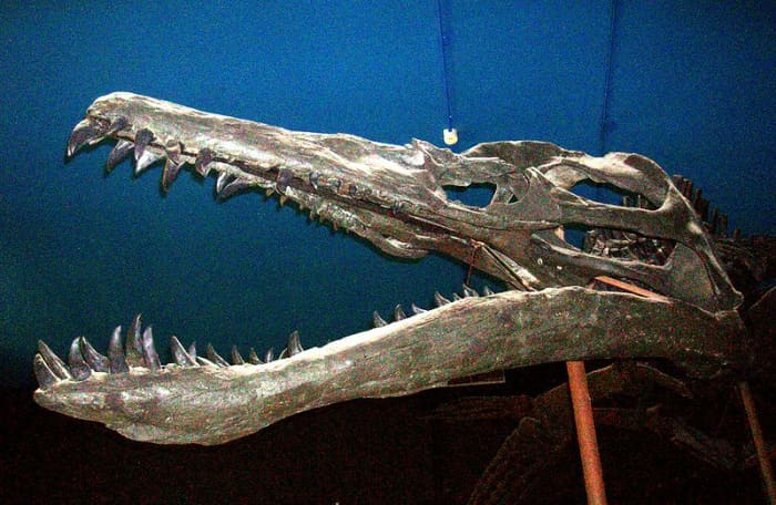 This is the largest predatory skull ever known, more than three times bigger than tyrannosaurus