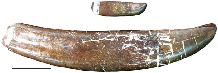 This picture shows a tooth from the lower jaw (above) and a tooth from the upper jaw (below) showcasing the extreme range in overall tooth size in an individual