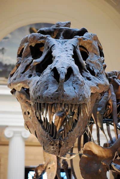A full frontal view of the famous 'Sue,' the most complete T-Rex skeleton found to date