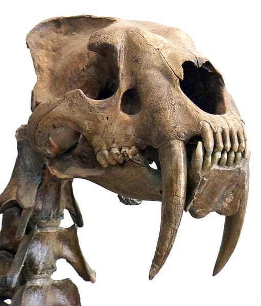 Despite appearances the sabres were actually rather brittle, meaning that they were largely useless during a hunt