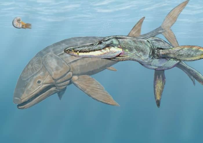 The biggest predator of all time harassing the biggest fish of all time (Leedsicthys)