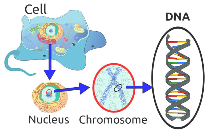 The majority of a cell's DNA is located in the nucleus. DNA is combined with a small amount of protein to make chromosomes.