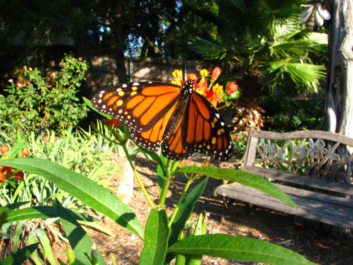 How to attract butterflies to your garden. How to photograph butterflies with your phone.
