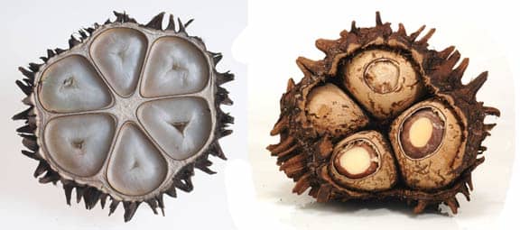 The nuts are encased in the grapefruit-size fruits from the Phytelephas Aequatorialis tree. The white cellulose of the nut's endosperm is perfect for carving and dyeing.