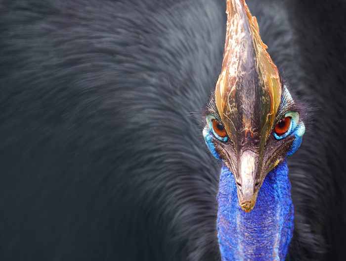 Cassowaries are one of just two species of bird that have actually killed humans through physical violence. They are highly territorial and will attack anything that comes too close.