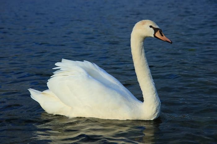 Mute swans will attack anything that enters their territory including dogs and humans. Before they attack, they will hiss at the intruder, which has an eerie dinosaur like sound.