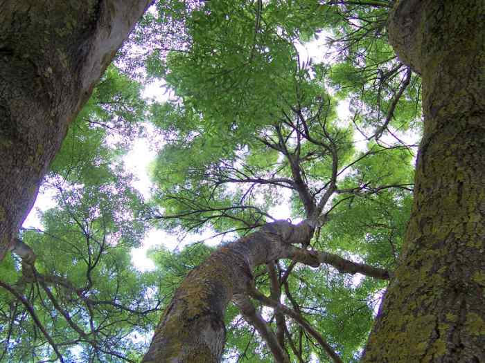 The fact that dinosaurs never became arboreal means that humans may have evolved regardless of whether the dinosaurs survived or not.