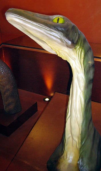 A reconstruction of the head and neck of a Troodon a late Cretaceous theropod dinosaur.