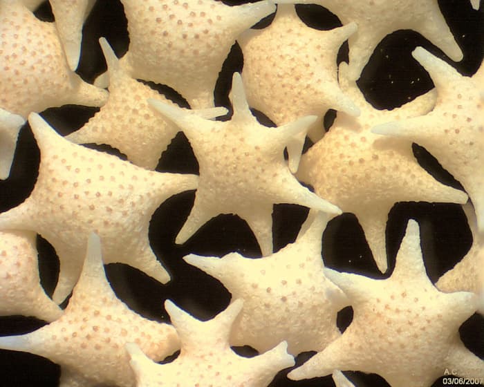 Zooplankton: Tiny calcium carbonate shells of foraminifera (Baculogypsina sphaerulata)