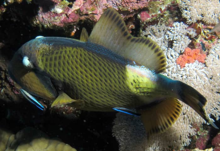 Triggerfish being cleaned by wrasses (small blue fish), Red Sea