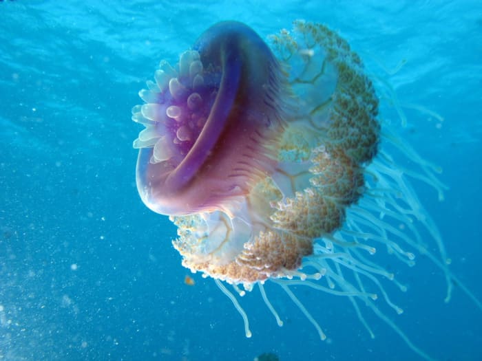 Cauliflower jellyfish (Cephea cephea), Red Sea
