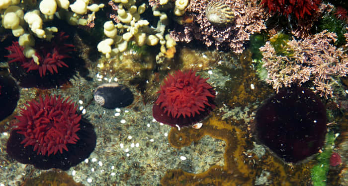 Red waratah anemones in New South Wales, Australia. The anemone on the right has closed itself up.