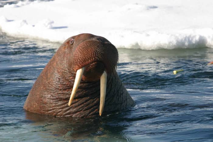 Young male walrus