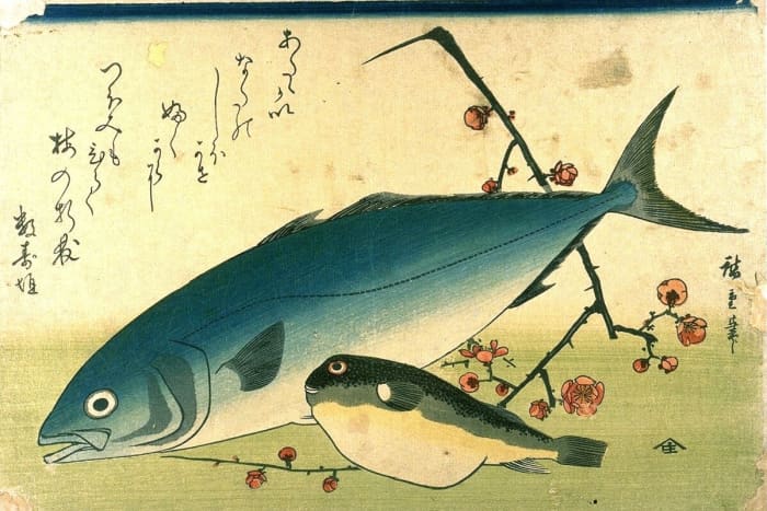 Fugu (smaller fish at front) with Amberjack