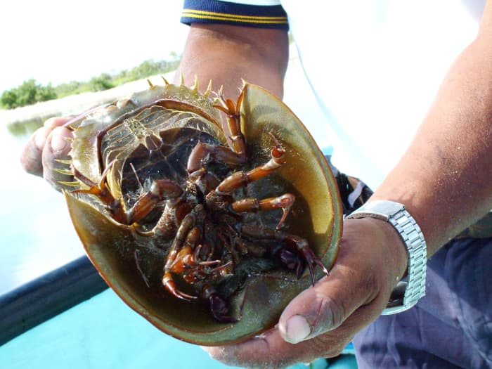 Underside of horseshoe crab, Mexico