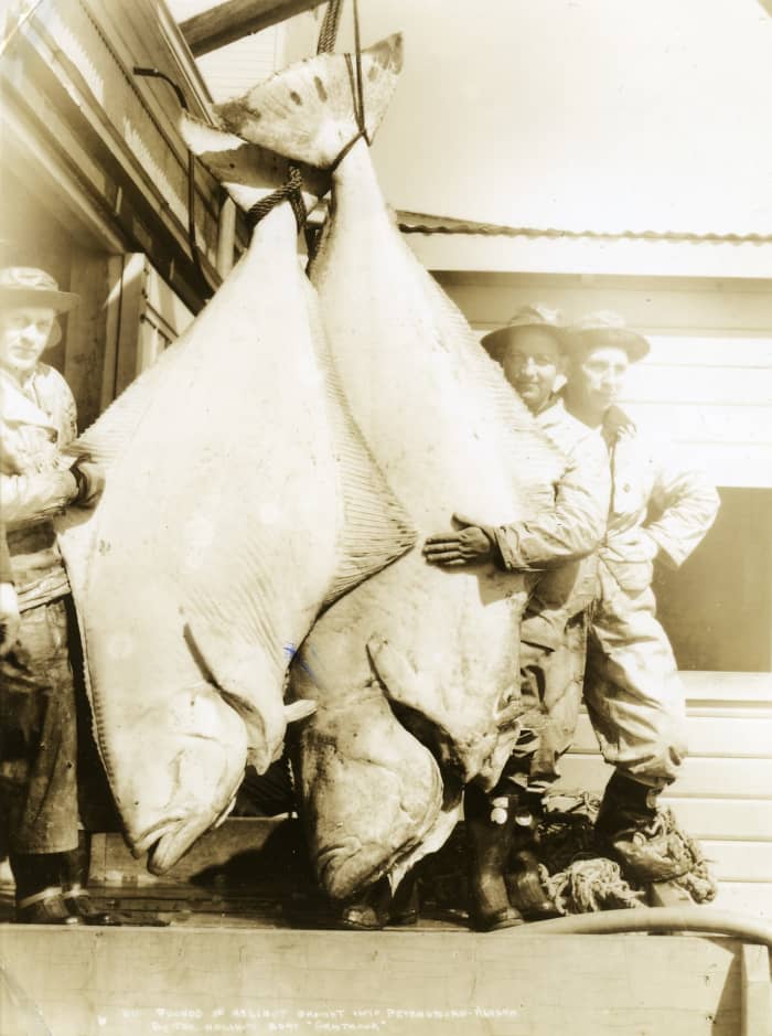 Two giant halibut caught near Petersburg, Alaska in the 1930s