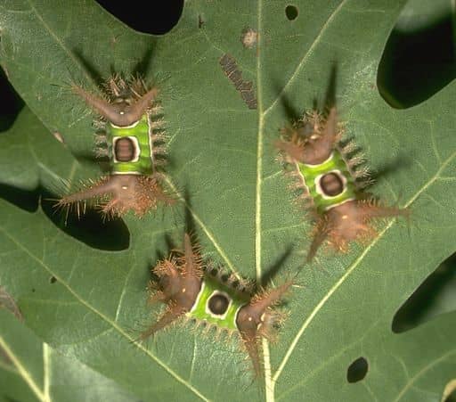 Immature saddleback caterpillars tend to feed in groups, while older caterpillars feed singly.