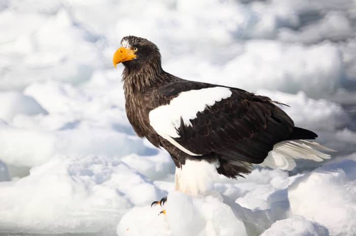 Everything You Wanted to Know About the Steller's Sea Eagle - Owlcation