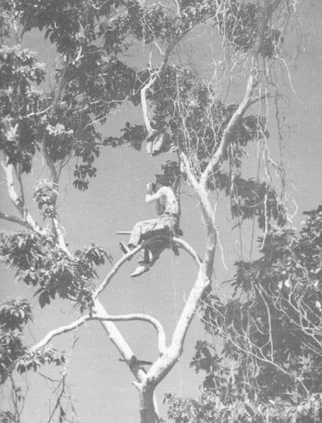 Marine Corps forward observer on Guadalcanal, 1942. Finding a clear high point was rare. The jungle canopy created many problems. Some observers had to get as close as 50-100 yards to the Japanese.
