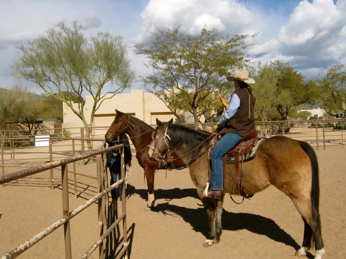 Here's a new horse watching from the outside as my older, experienced horse lends moral support.