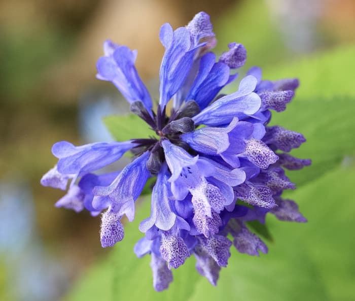 The beautiful flowers of Nepeta subsessilis, a type of catmint; the plant attracts cats less strongly than catnip