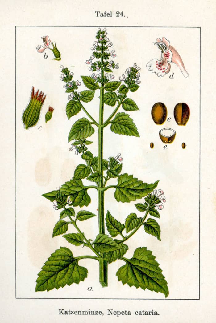 An illustration of the plant and its parts