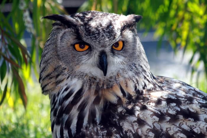 Everything You Wanted to Know About the Eurasian Eagle-Owl - Owlcation