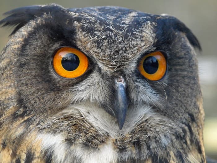 Everything You Wanted to Know About the Eurasian Eagle-Owl - Owlcation