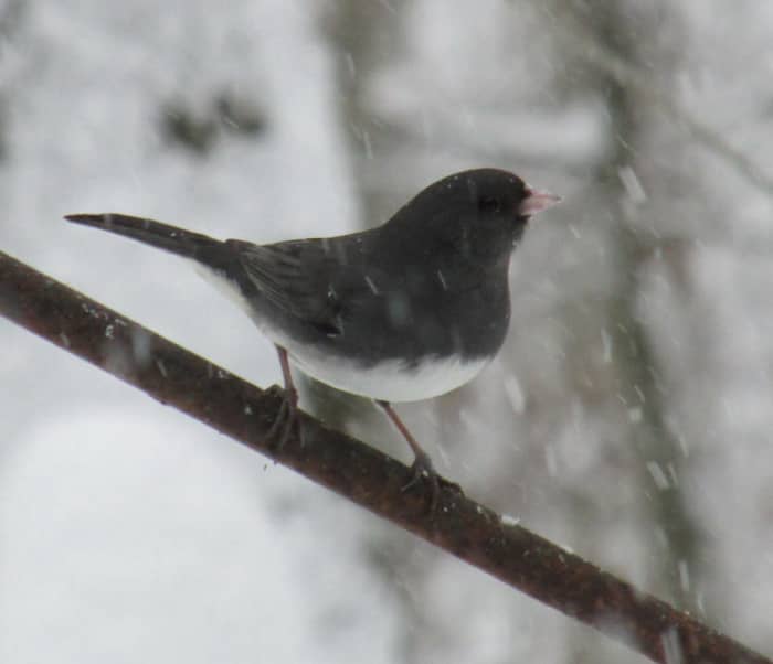 Here in Upstate New York, my juncos ( Junco hyemalis) stay year round. This hardy little guy doesn't seem to mind the cold!