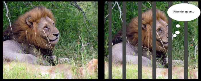 Taken at Kruger National Park. Cage bars complete the 'sad' illusion. 