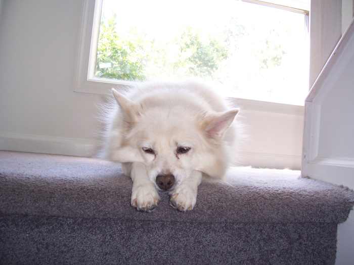 I'm sure my dog is not abused. 