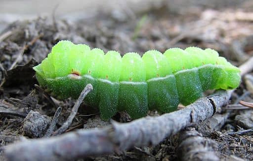 Place a dry stick or popsicle stick (or two) in the container at angles as places for the caterpillar to crawl and pupate.