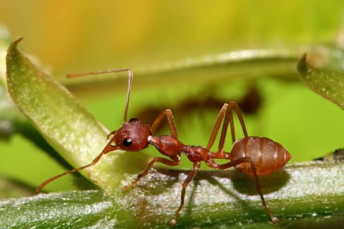 https://en.wikipedia.org/wiki/Weaver_ant#/media/File:Red_Weaver_Ant,_Oecophylla_longinoda.jpg