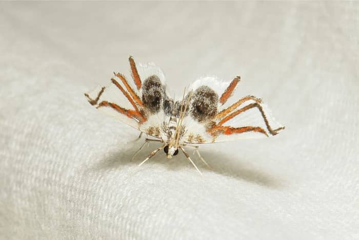 This harmless moth has wing markings that look just like legs. It looks just like a spider to other insects.