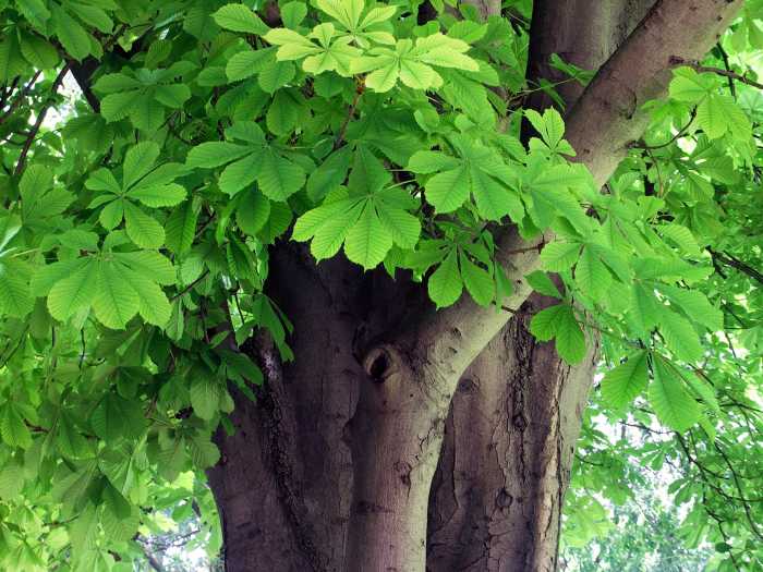 Horse Chestnut Tree and Conkers Fun Facts and Uses Owlcation
