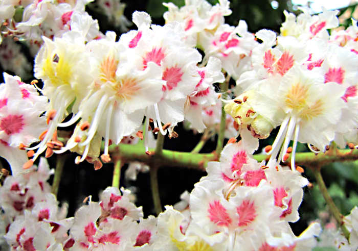 A horizontal view of a horse chestnut flower spike; the spikes are arranged vertically on the tree and look like candles