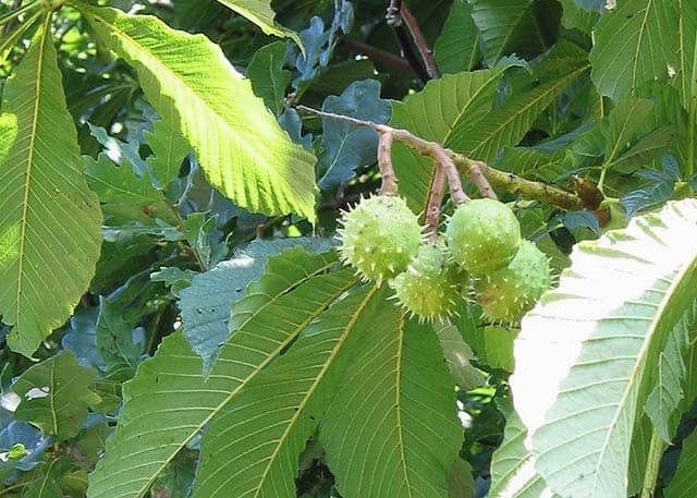 Green horse chestnut fruits