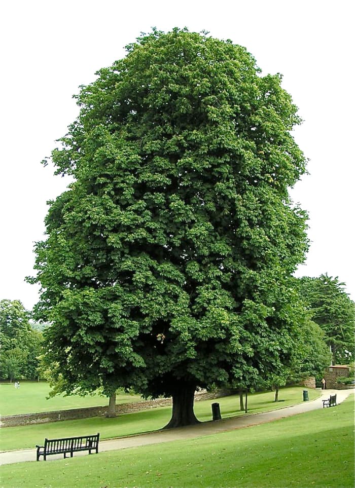 A lovely horse chestnut tree in a park in Essex, England