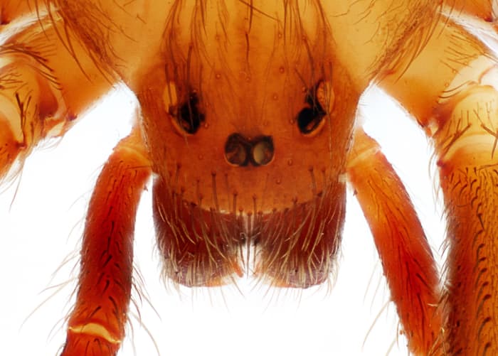 The eyes of a brown recluse spider