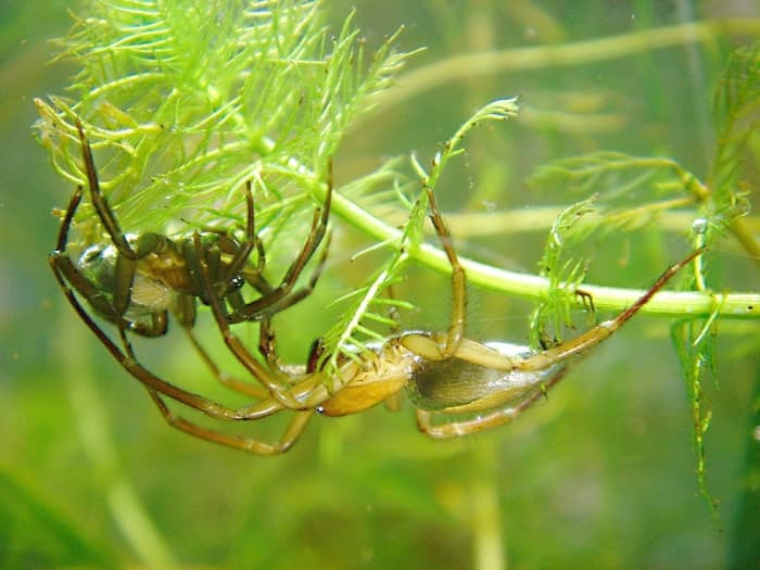Diving bell spiders live underwater; the female is on the left and the male is on the right