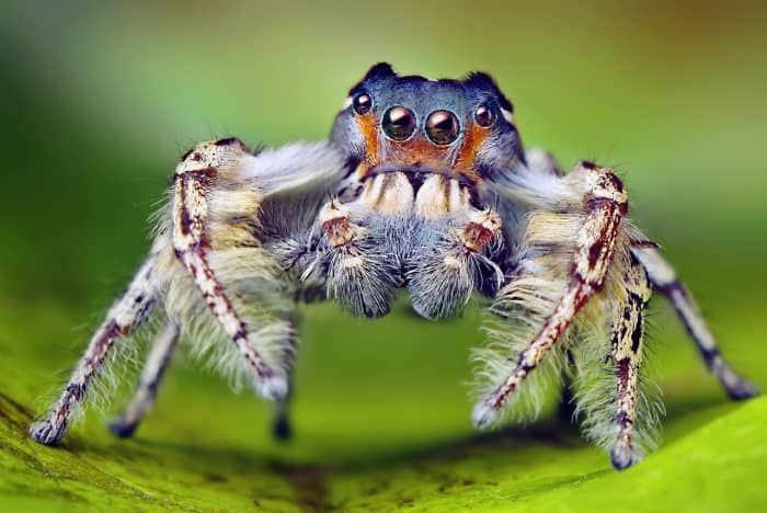 Phidippus putnami is a type of jumping spider. This is a male.