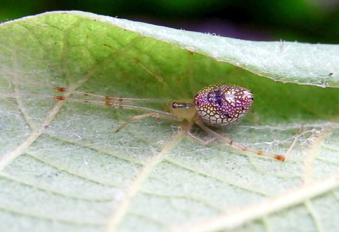 A spider thought to be Thwaitesia argentiopunctata, according to the Australian Museum