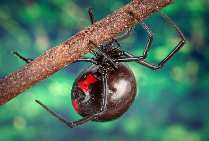 A female black widow spider as she spins her web
