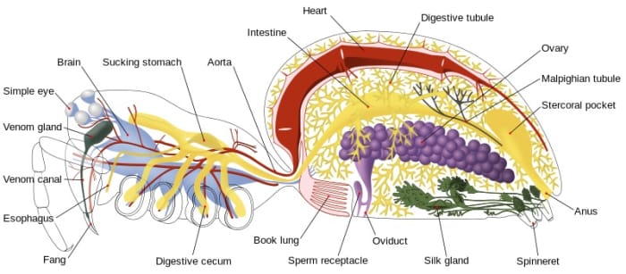 Internal anatomy of a spider