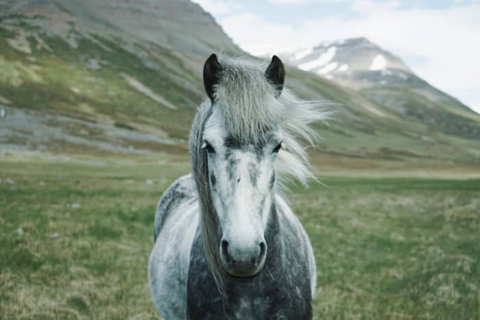 Is your horse standing calmly or kicking up its hooves?