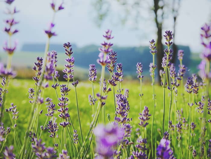 Is your field bursting with flowers or are there just a few?